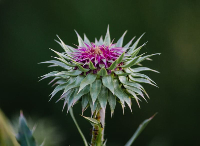 Milk thistle: Nature's remedy for liver health and repair