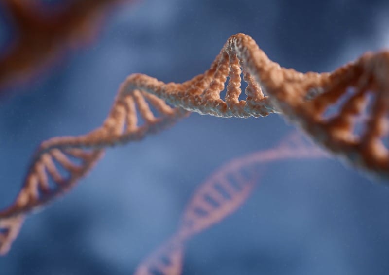 DNA markers: New clues to unraveling the aging mystery