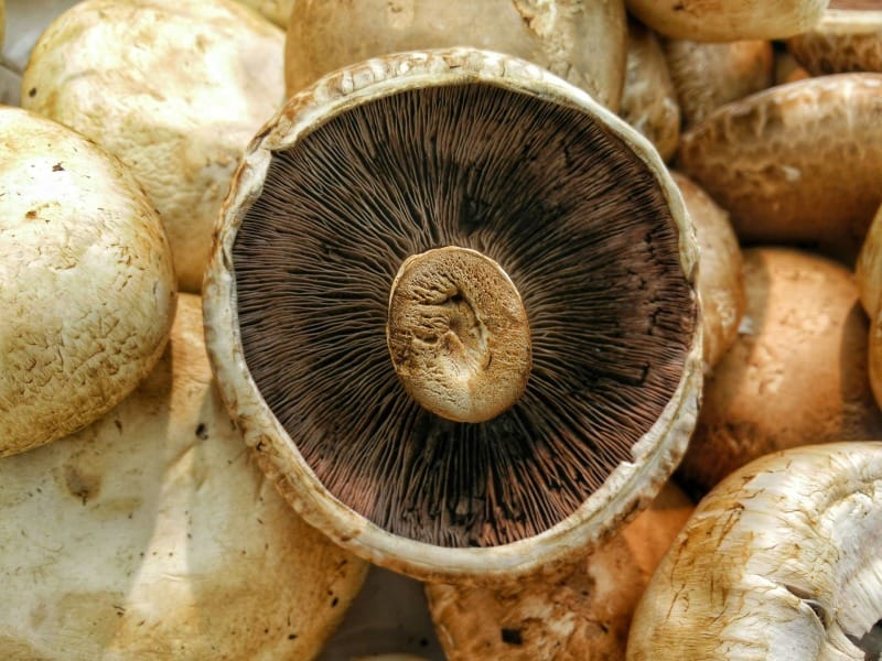 Mushroom magic: The secret to a longer, healthier life?