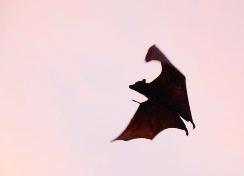 Bats' sweet secret: A new hope for diabetes treatment?