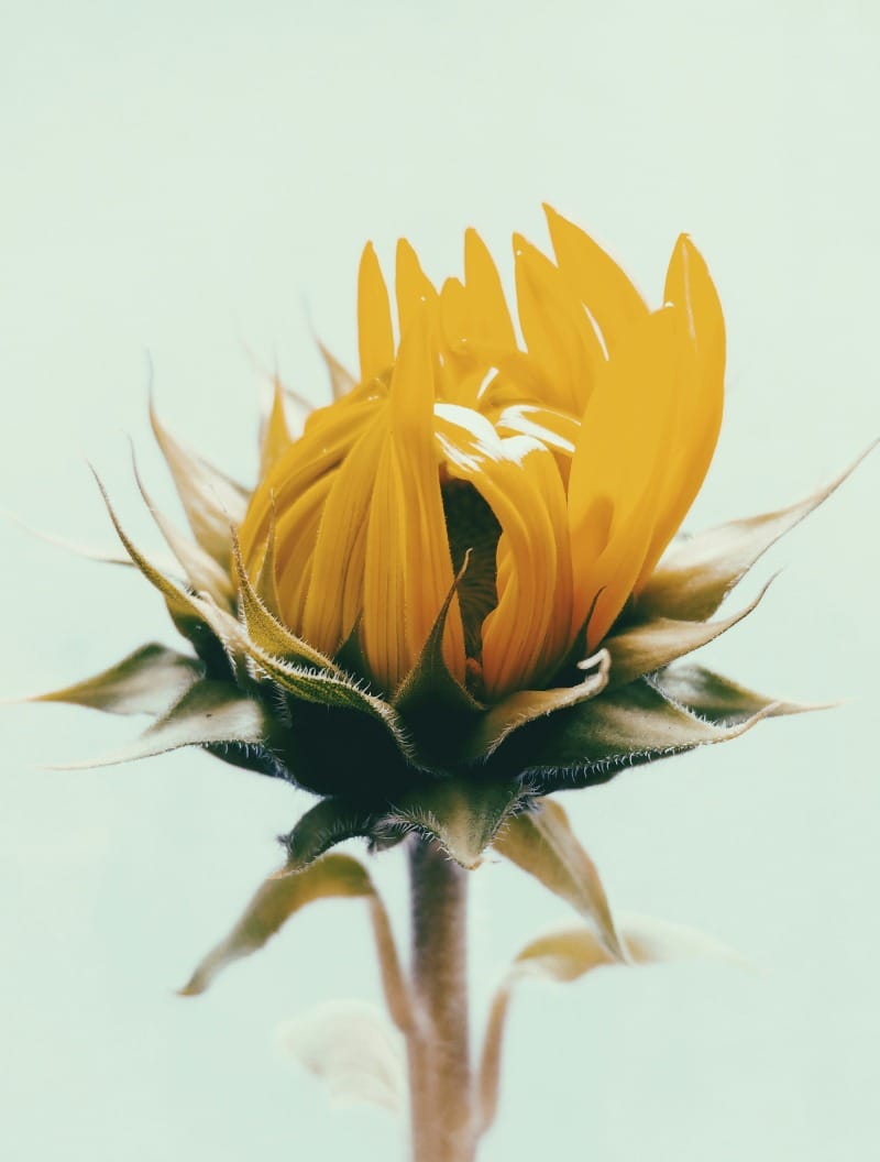 Sunflower lecithin: The unsung hero of cell health