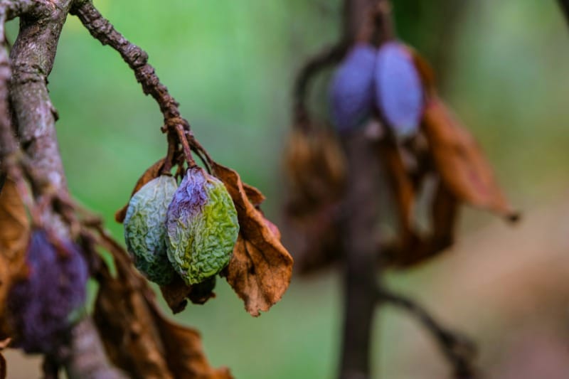 The sweet truth: Are dried prunes a health superfood?